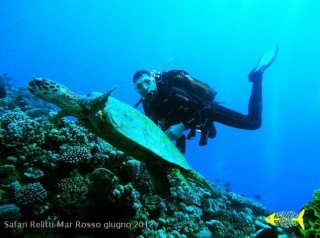  Cerca de tortuga marina